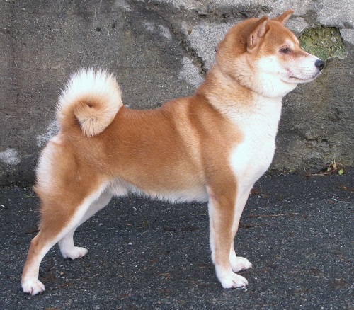 En sovende Shiba