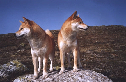 Shiba p Hardangervidda